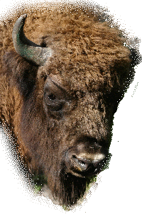 bison